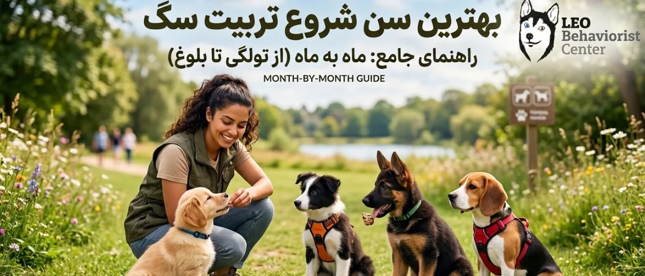 بهترین سن شروع تربیت سگ (ماه به ماه)